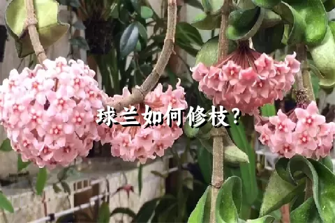 球兰如何修枝？