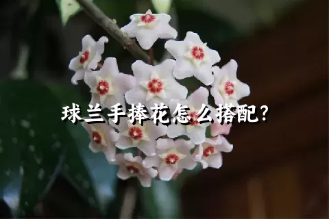 球兰手捧花怎么搭配？