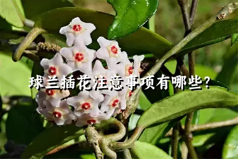 球兰插花注意事项有哪些？