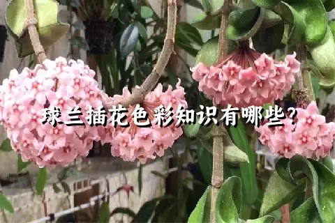 球兰插花色彩知识有哪些？