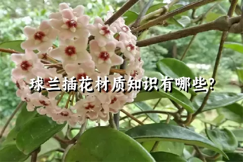 球兰插花材质知识有哪些？