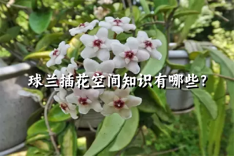 球兰插花空间知识有哪些？