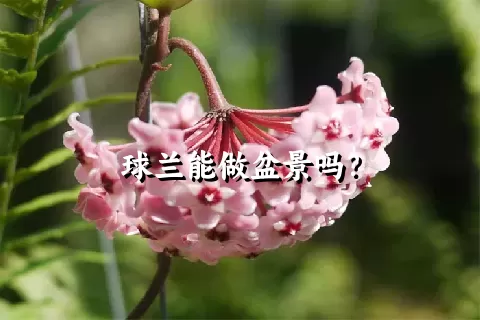 球兰能做盆景吗？