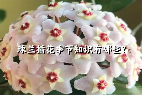 球兰插花季节知识有哪些？