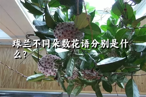 球兰不同朵数花语分别是什么？