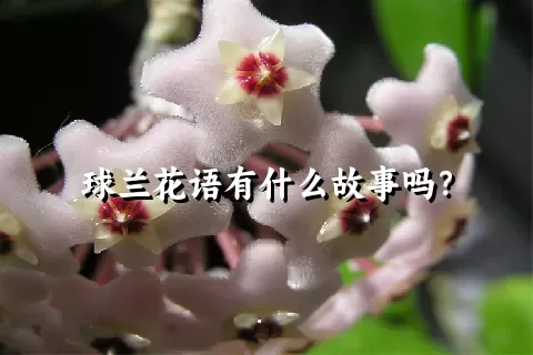 球兰花语有什么故事吗？