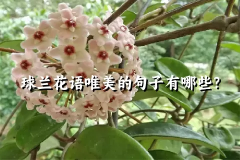 球兰花语唯美的句子有哪些？