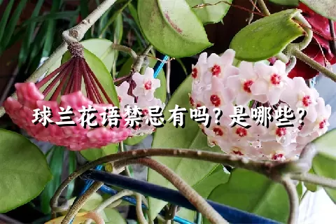 球兰花语禁忌有吗？是哪些？