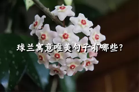 球兰寓意唯美句子有哪些？