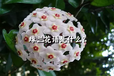 球兰花语是什么？