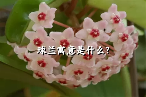 球兰寓意是什么？