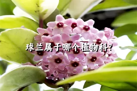 球兰属于哪个植物科？