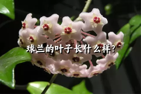 球兰的叶子长什么样？