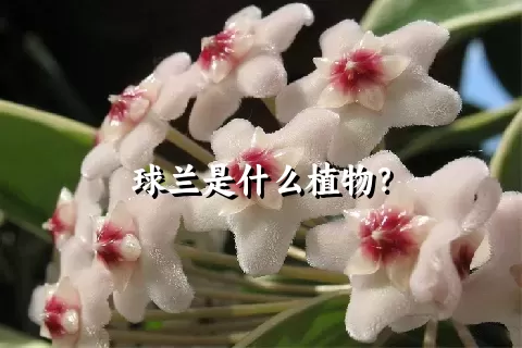 球兰是什么植物？