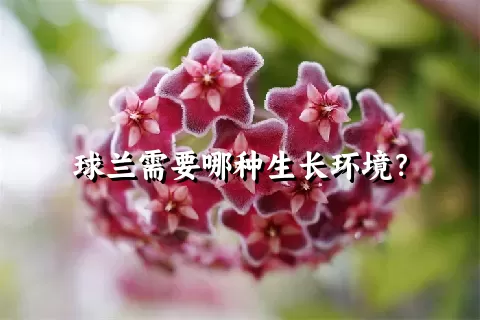 球兰需要哪种生长环境？