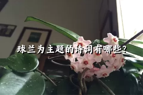 球兰为主题的诗词有哪些？