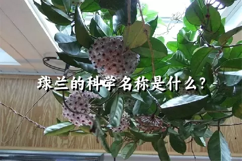 球兰的科学名称是什么？