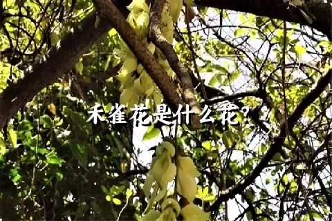 禾雀花是什么花？