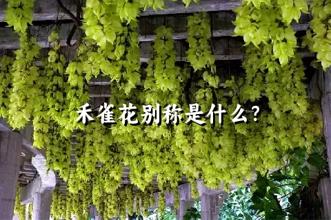 禾雀花别称是什么？