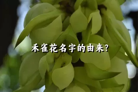 禾雀花名字的由来？