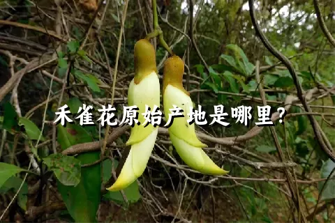 禾雀花原始产地是哪里？