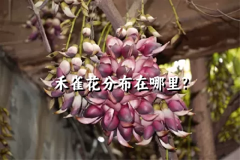 禾雀花分布在哪里?