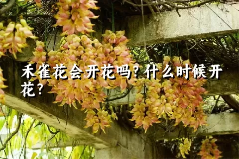 禾雀花会开花吗？什么时候开花？