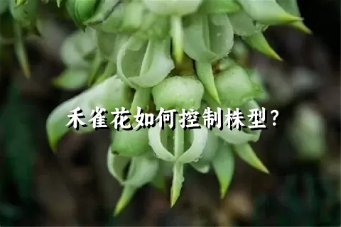 禾雀花如何控制株型？