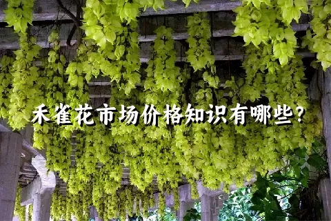 禾雀花市场价格知识有哪些？