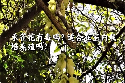 禾雀花有毒吗？适合在室内栽培养殖吗？