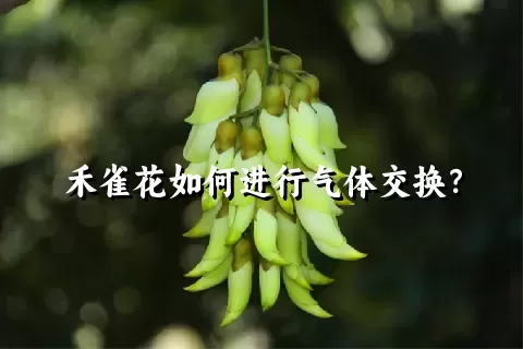 禾雀花如何进行气体交换？