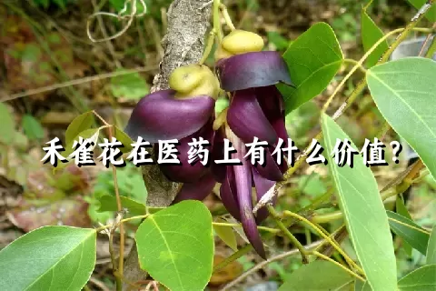 禾雀花在医药上有什么价值？