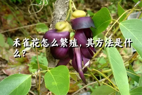 禾雀花怎么繁殖，其方法是什么？