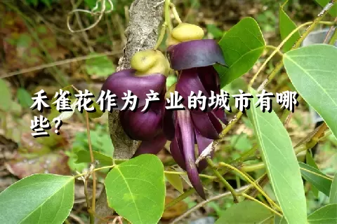 禾雀花作为产业的城市有哪些？