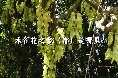 禾雀花之乡（都）是哪里？