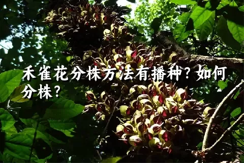 禾雀花分株方法有播种？如何分株？