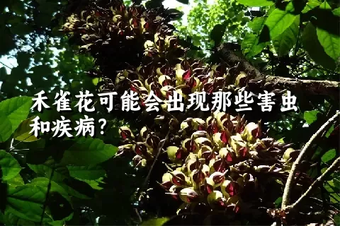 禾雀花可能会出现那些害虫和疾病？