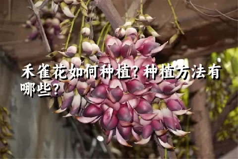 禾雀花如何种植？种植方法有哪些？