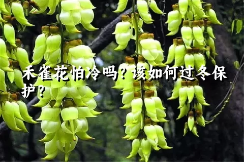 禾雀花怕冷吗？该如何过冬保护？