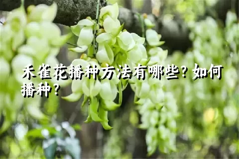 禾雀花播种方法有哪些？如何播种？