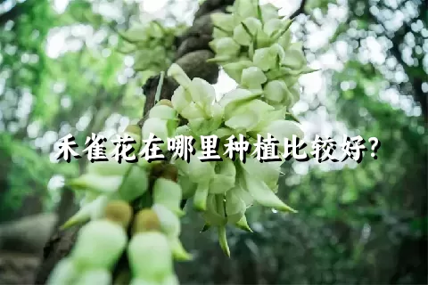 禾雀花在哪里种植比较好？