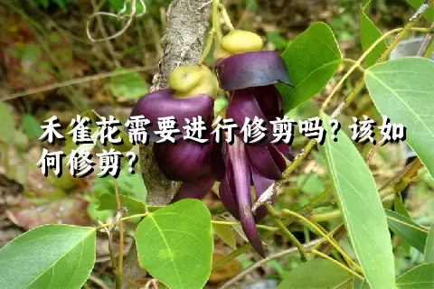 禾雀花需要进行修剪吗？该如何修剪？