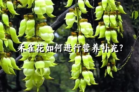 禾雀花如何进行营养补充？