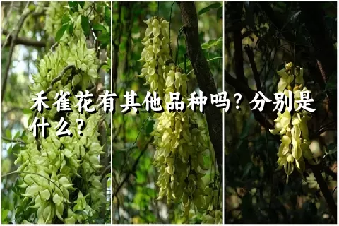 禾雀花有其他品种吗？分别是什么？