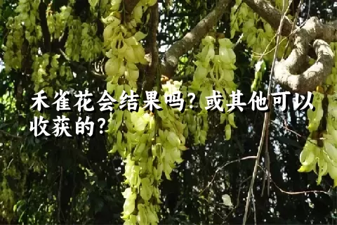 禾雀花会结果吗？或其他可以收获的？