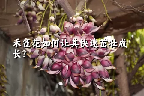 禾雀花如何让其快速茁壮成长？