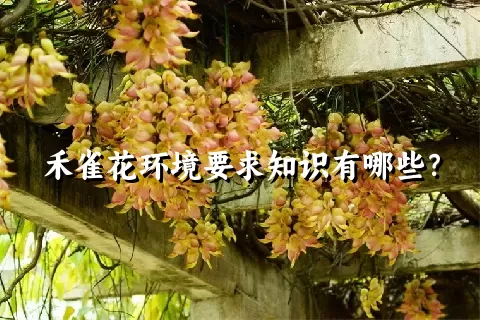 禾雀花环境要求知识有哪些？