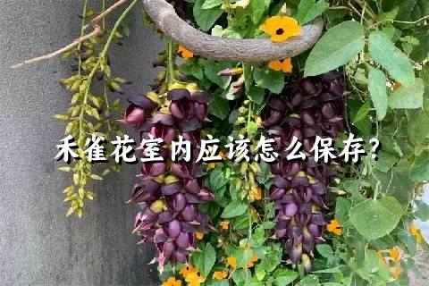 禾雀花室内应该怎么保存？