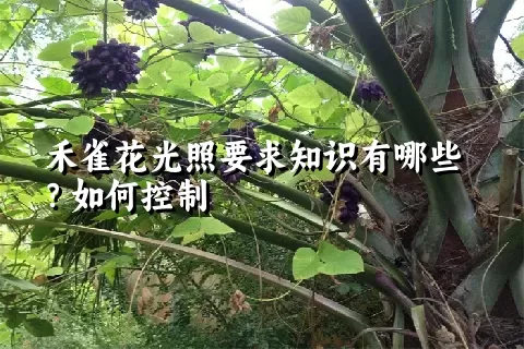 禾雀花光照要求知识有哪些？如何控制