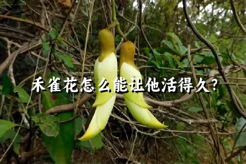 禾雀花怎么能让他活得久？